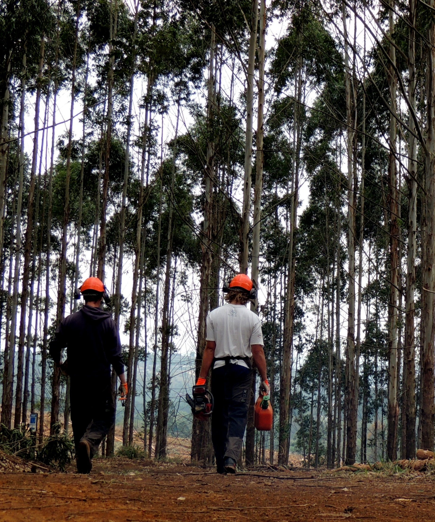 loggers-1319671